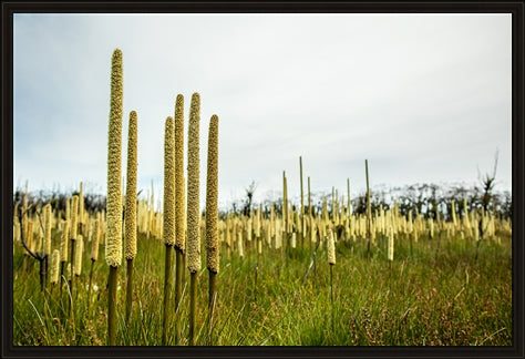 Grass Trees - Landscape