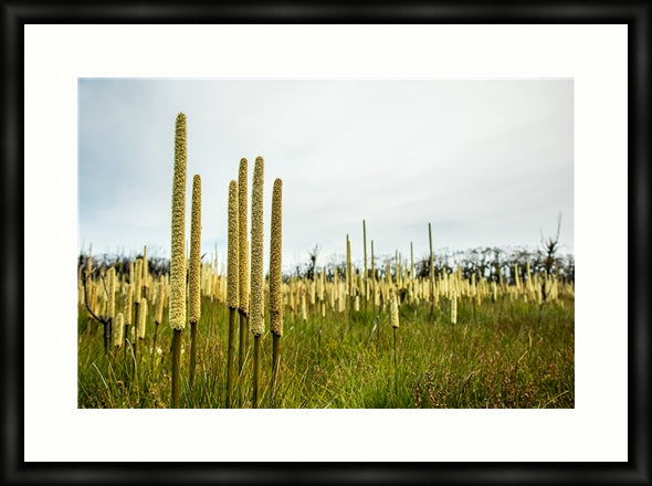 Grass Trees in landscape