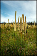 Load image into Gallery viewer, Grass Trees in portrait
