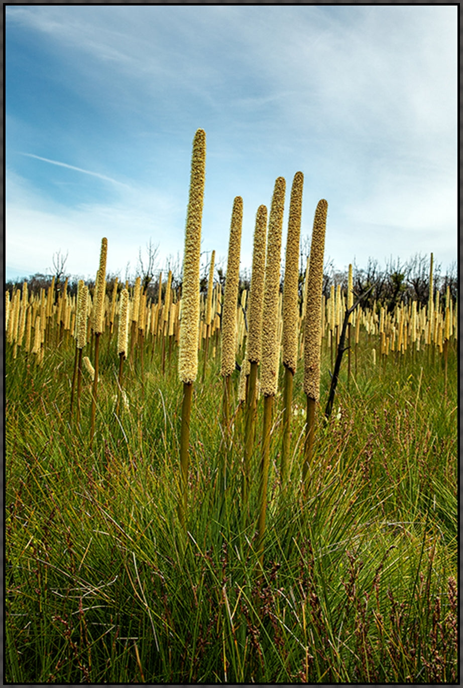 Grass Trees in portrait