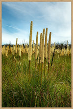 Load image into Gallery viewer, Grass Trees in portrait
