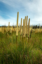 Load image into Gallery viewer, Grass Trees in portrait
