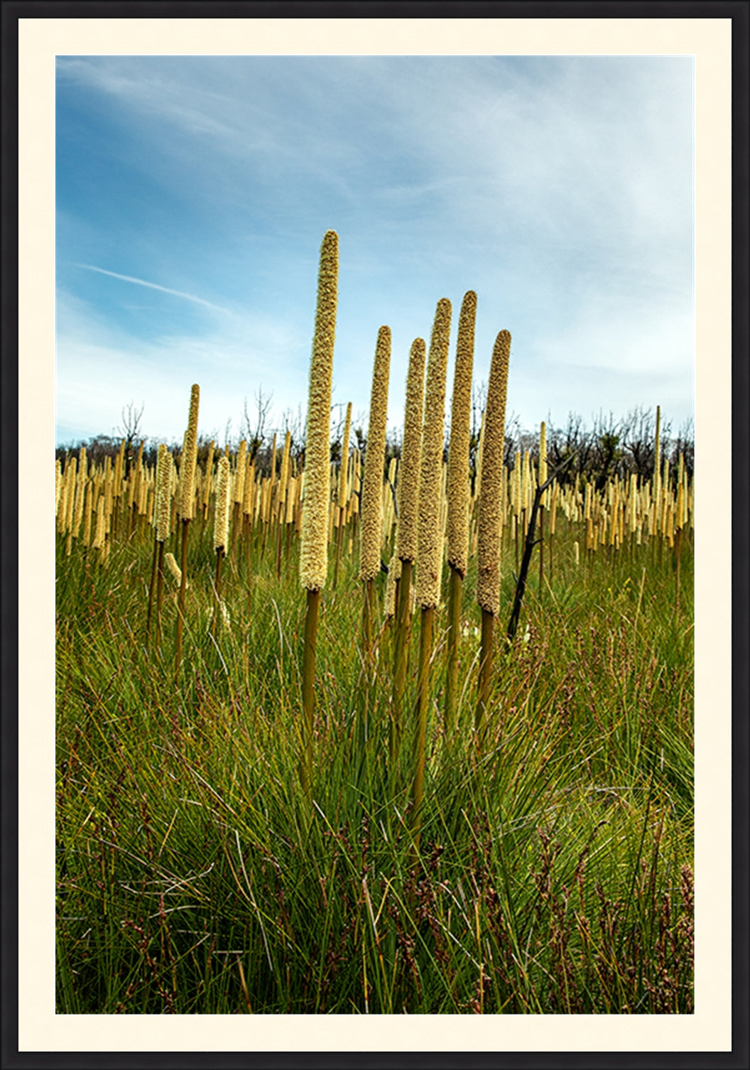 Grass Trees in portrait