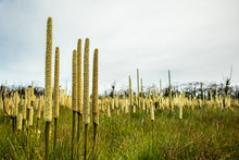 Load image into Gallery viewer, Grass Trees - Landscape
