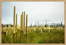 Load image into Gallery viewer, Grass Trees - Landscape
