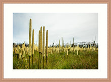 Load image into Gallery viewer, Grass Trees in landscape
