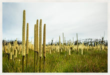 Load image into Gallery viewer, Grass Trees - Landscape
