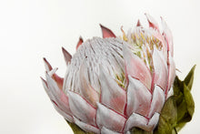 Load image into Gallery viewer, Pink Protea
