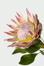 Load image into Gallery viewer, King Protea
