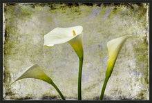 Load image into Gallery viewer, Zantedeschia aethiopica - Arum Lily in 3&#39;s Grunge
