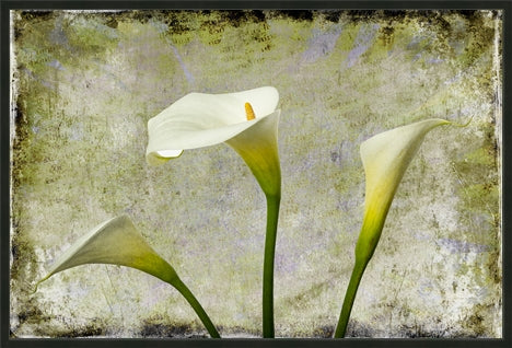 Zantedeschia aethiopica - Arum Lily in 3's Grunge