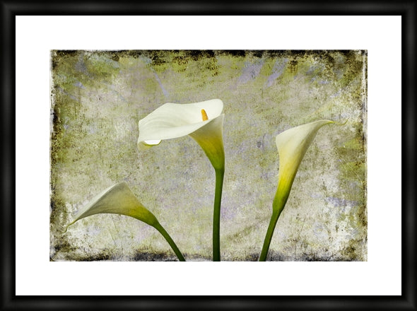 Zantedeschia aethiopica - Arum Lily in 3's Grunge