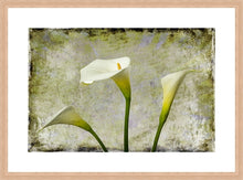 Load image into Gallery viewer, Zantedeschia aethiopica - Arum Lily in 3&#39;s Grunge
