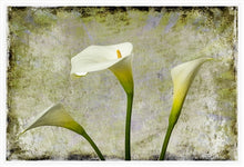 Load image into Gallery viewer, Zantedeschia aethiopica - Arum Lily in 3&#39;s Grunge
