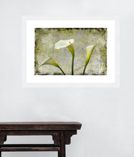 Load image into Gallery viewer, Zantedeschia aethiopica - Arum Lily in 3&#39;s Grunge
