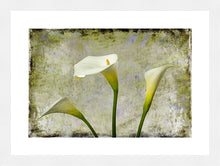 Load image into Gallery viewer, Zantedeschia aethiopica - Arum Lily in 3&#39;s Grunge
