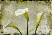 Load image into Gallery viewer, Zantedeschia aethiopica - Arum Lily in 3&#39;s Grunge
