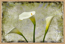 Load image into Gallery viewer, Zantedeschia aethiopica - Arum Lily in 3&#39;s Grunge
