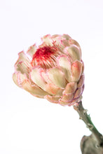 Load image into Gallery viewer, Protea Neriflora
