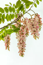 Load image into Gallery viewer, Pink Robinia in portrait
