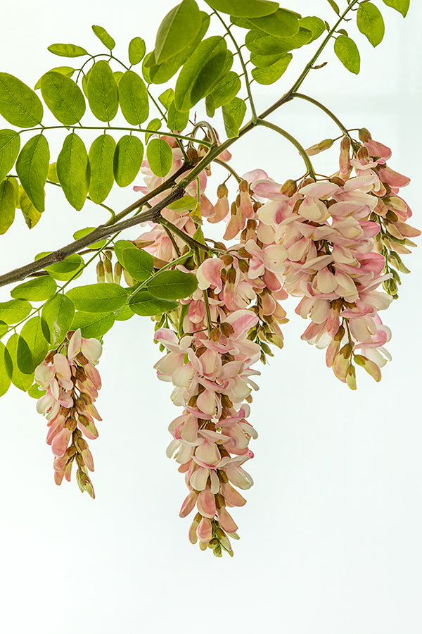 Pink Robinia in portrait