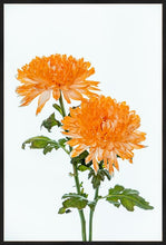 Load image into Gallery viewer, Orange Dahlia in portrait
