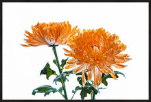 Load image into Gallery viewer, Orange Dahlia
