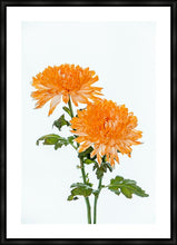 Load image into Gallery viewer, Orange Dahlia in portrait
