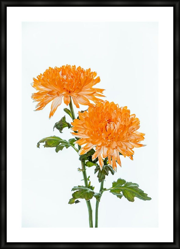 Orange Dahlia in portrait