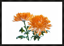 Load image into Gallery viewer, Orange Dahlia
