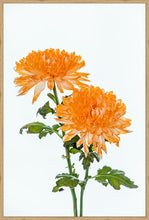 Load image into Gallery viewer, Orange Dahlia in portrait
