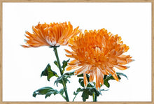 Load image into Gallery viewer, Orange Dahlia
