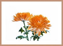 Load image into Gallery viewer, Orange Dahlia
