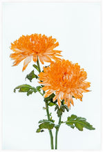 Load image into Gallery viewer, Orange Dahlia in portrait
