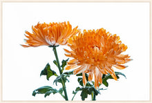 Load image into Gallery viewer, Orange Dahlia
