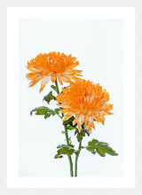 Load image into Gallery viewer, Orange Dahlia in portrait
