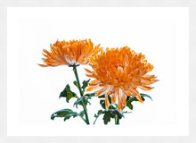 Load image into Gallery viewer, Orange Dahlia
