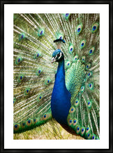 Load image into Gallery viewer, Peacock in portrait
