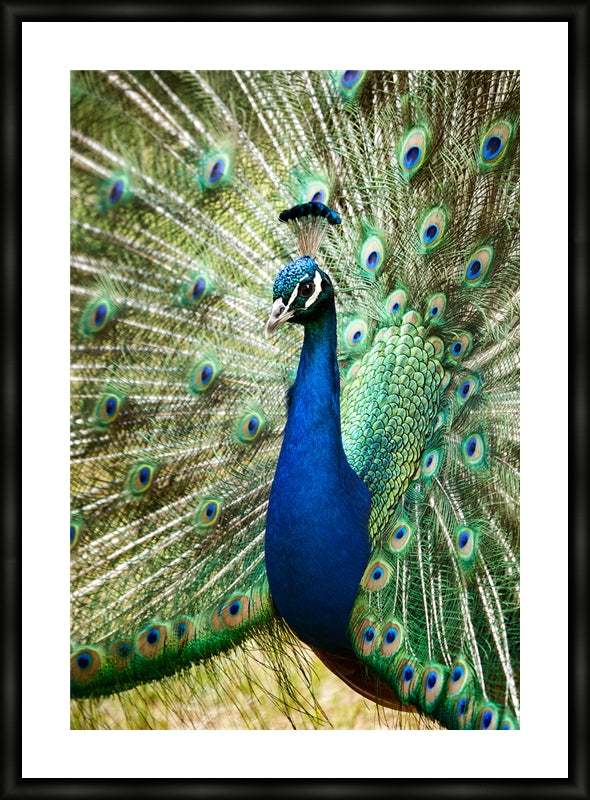 Peacock in portrait