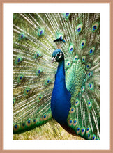 Load image into Gallery viewer, Peacock in portrait
