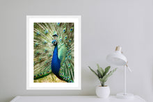 Load image into Gallery viewer, Peacock in portrait
