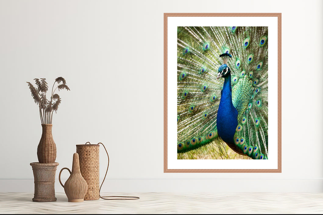 Peacock in portrait