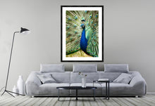 Load image into Gallery viewer, Peacock in portrait
