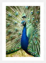 Load image into Gallery viewer, Peacock in portrait
