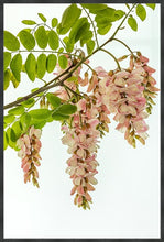 Load image into Gallery viewer, Pink Robinia in portrait
