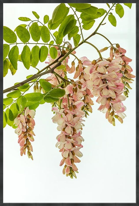 Pink Robinia in portrait