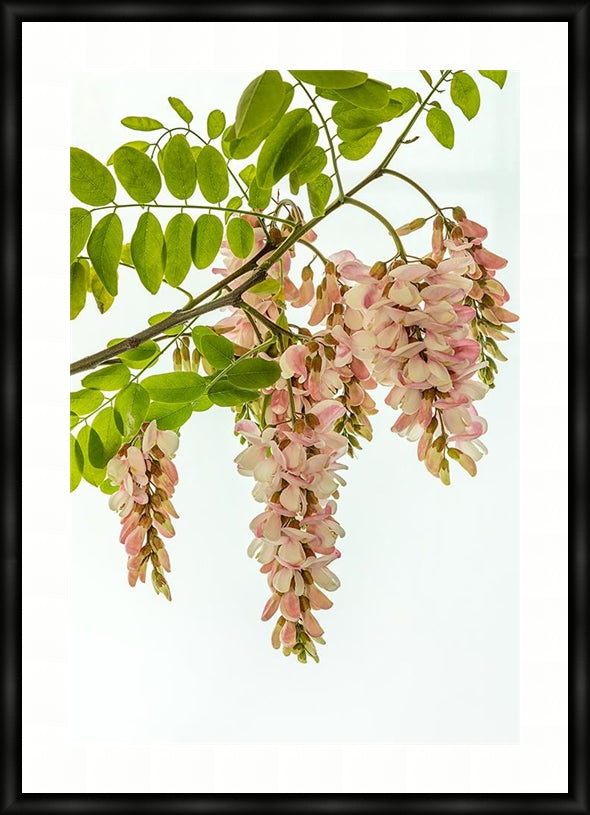 Pink Robinia in portrait