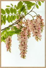 Load image into Gallery viewer, Pink Robinia in portrait
