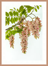 Load image into Gallery viewer, Pink Robinia in portrait
