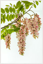 Load image into Gallery viewer, Pink Robinia in portrait
